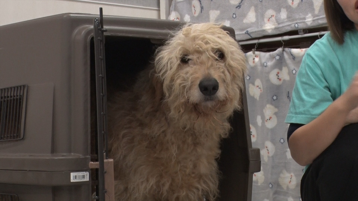 『嗚呼!!みんなの動物園』