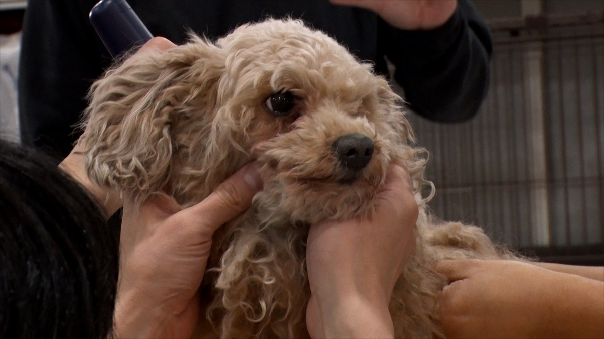 『嗚呼!!みんなの動物園』