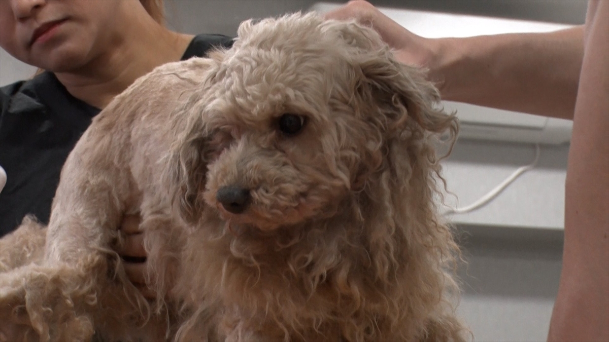 『嗚呼!!みんなの動物園』