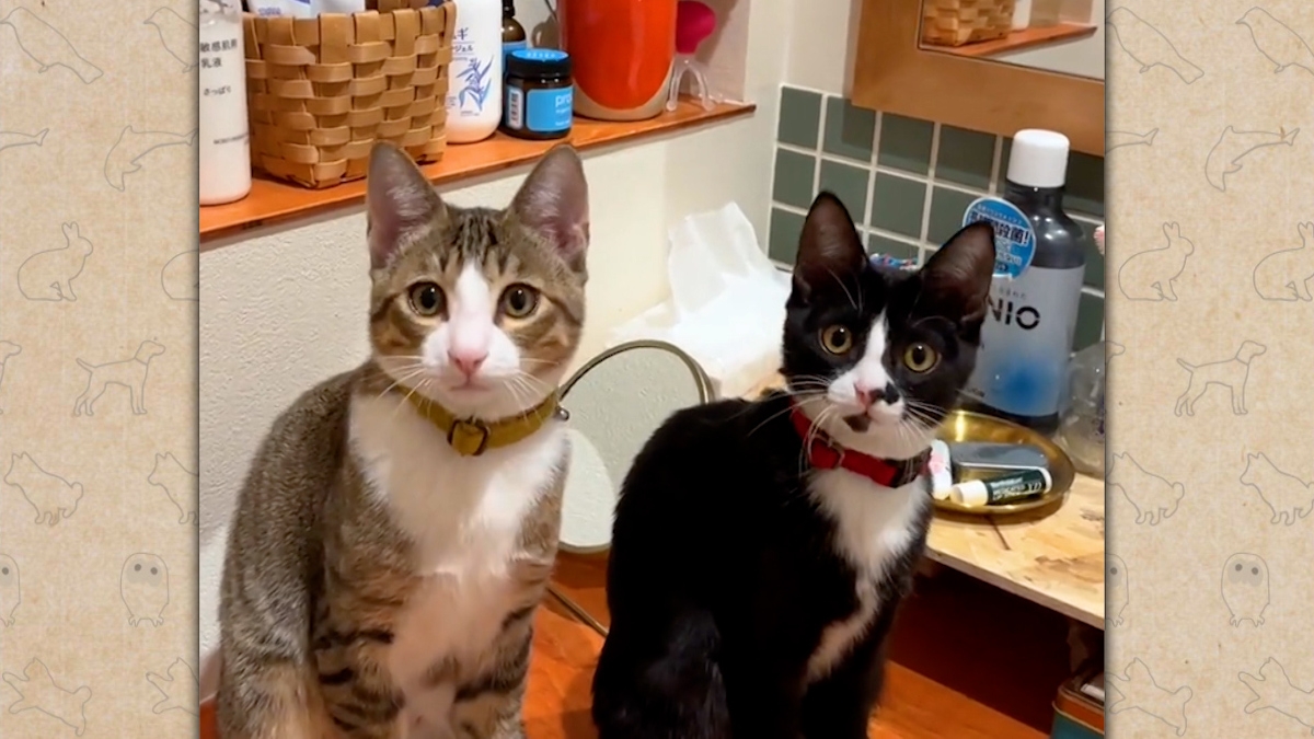 『笑える!泣ける!動物スクープ100連発』