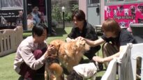 『嗚呼!!みんなの動物園2時間SP』