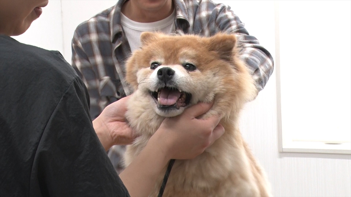 『嗚呼!!みんなの動物園2時間SP』