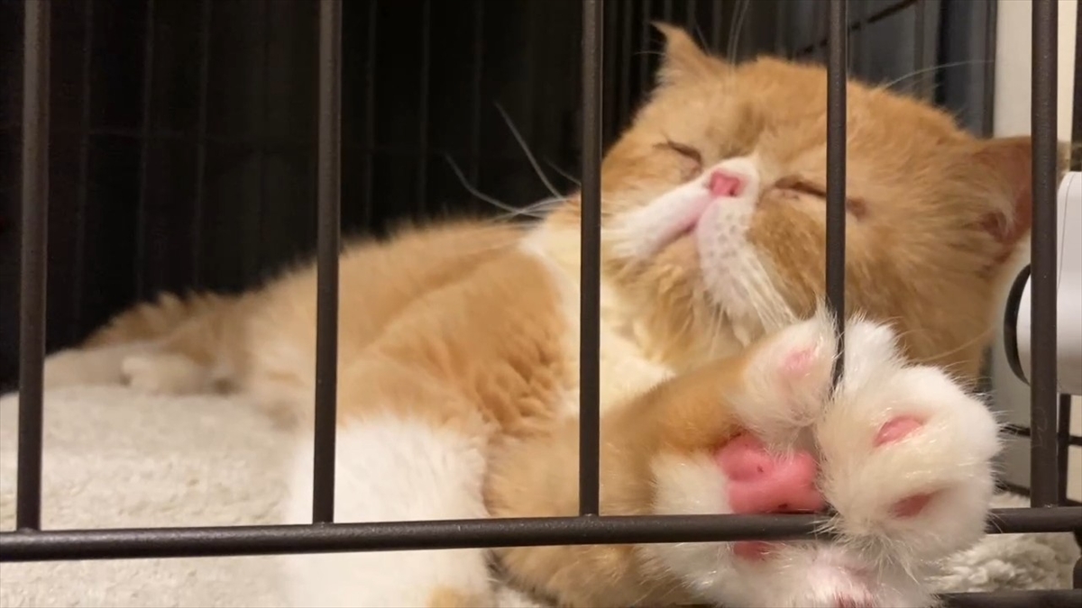 『嗚呼!!みんなの動物園2時間SP』